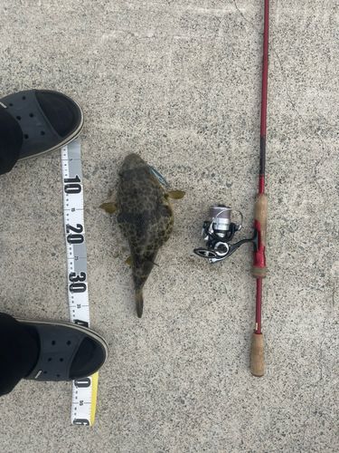 フグの釣果