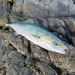 ワラサの釣果