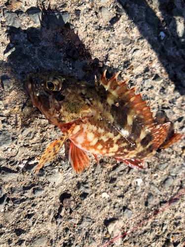 カサゴの釣果