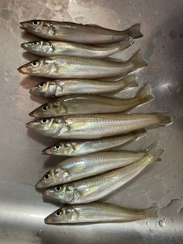 シロギスの釣果