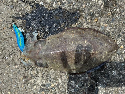 コウイカの釣果