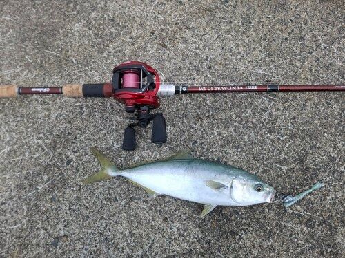 ワカシの釣果