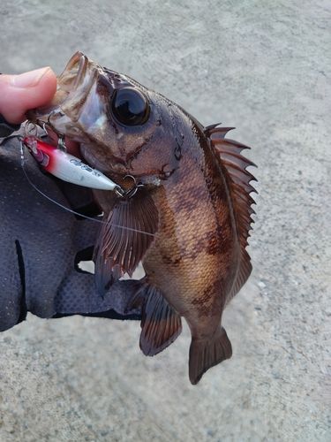 メバルの釣果