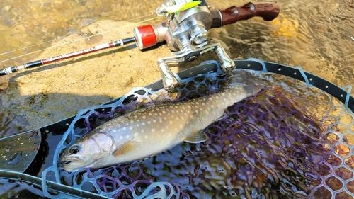 エゾイワナの釣果