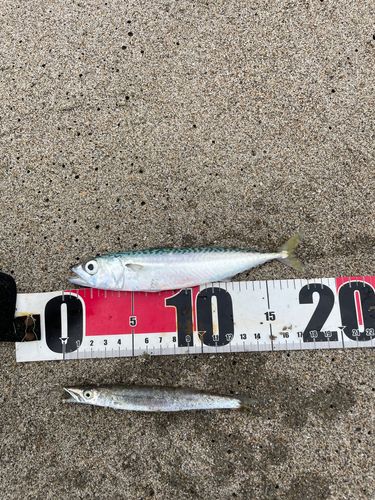 サバの釣果
