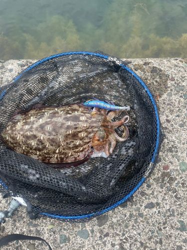 モンゴウイカの釣果