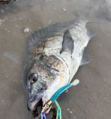 チヌの釣果