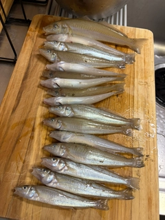 キスの釣果