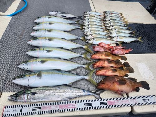 ハマチの釣果