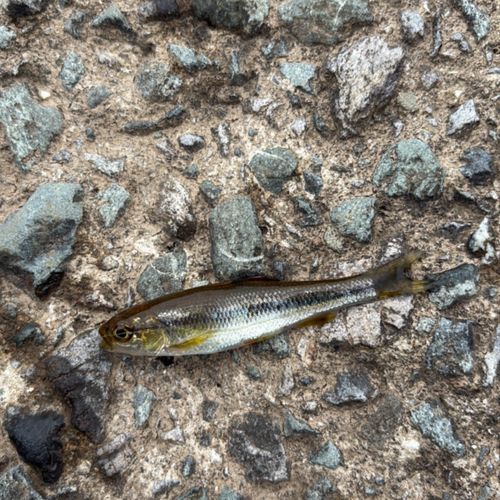 カワムツの釣果