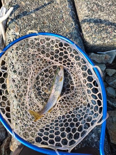 アメマスの釣果