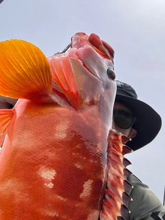 アカハタの釣果