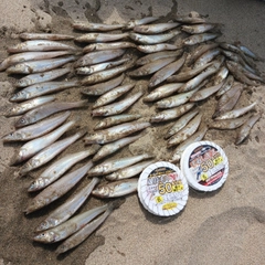 シロギスの釣果