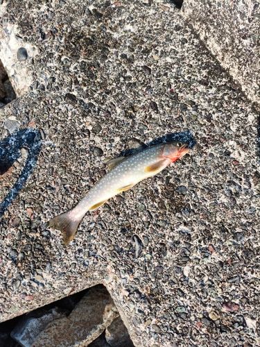 アメマスの釣果