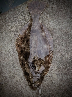 ヒラメの釣果