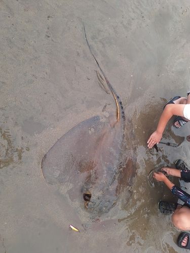 エイの釣果