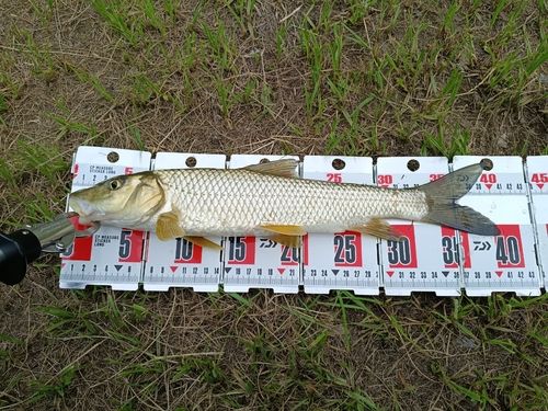 ニゴイの釣果
