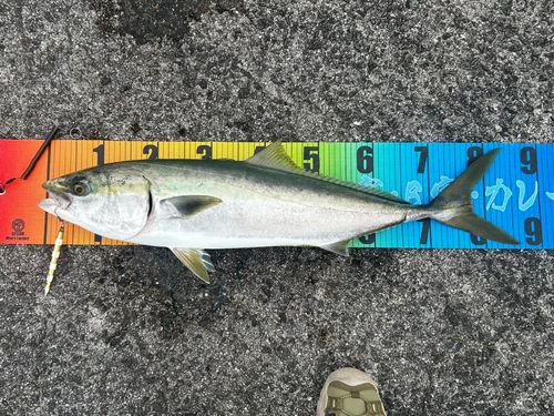 ブリの釣果