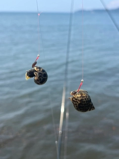 ヒイラギの釣果