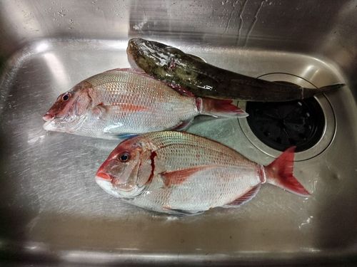 ハナダイの釣果
