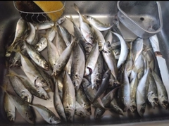 マアジの釣果