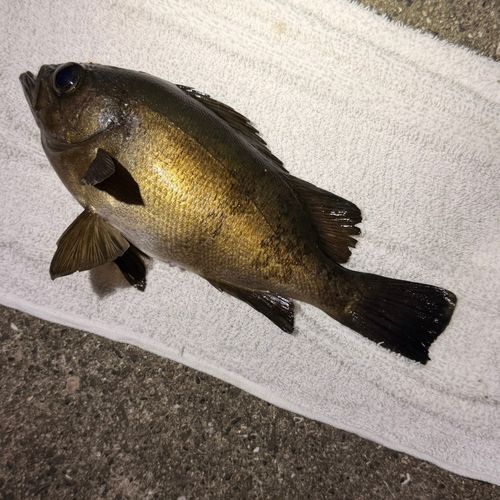 クロメバルの釣果