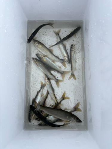 アユの釣果