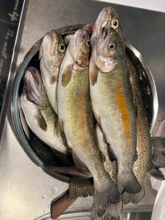 ニジマスの釣果