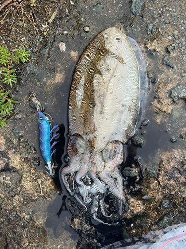 モンゴウイカの釣果