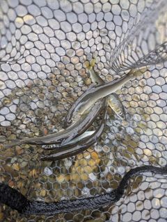 アユの釣果