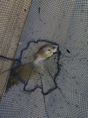 ブルーギルの釣果