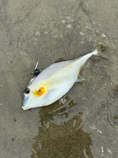 ギマの釣果