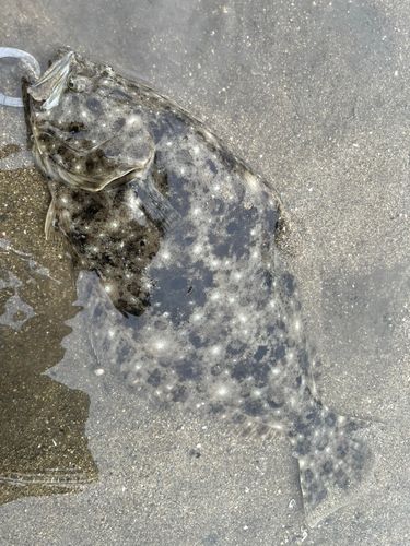 ヒラメの釣果