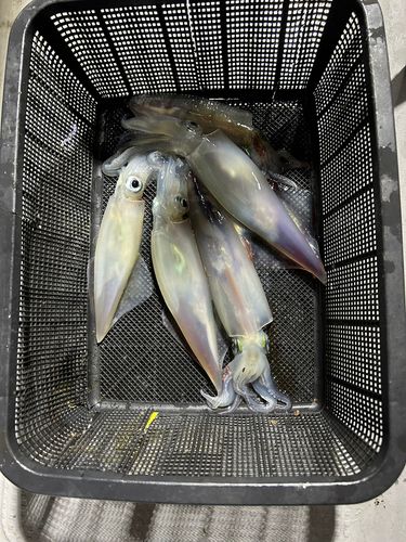ケンサキイカの釣果