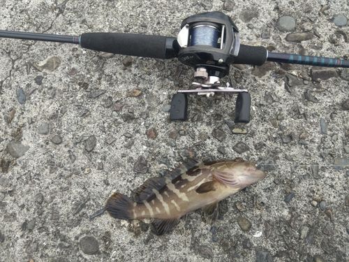クエの釣果