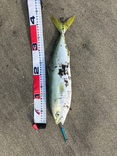 イナダの釣果
