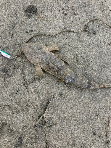 コチの釣果