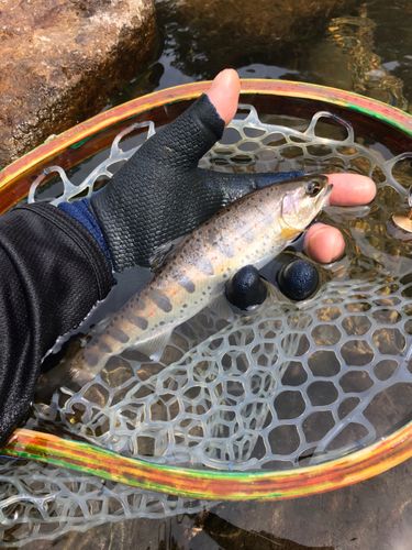 アマゴの釣果