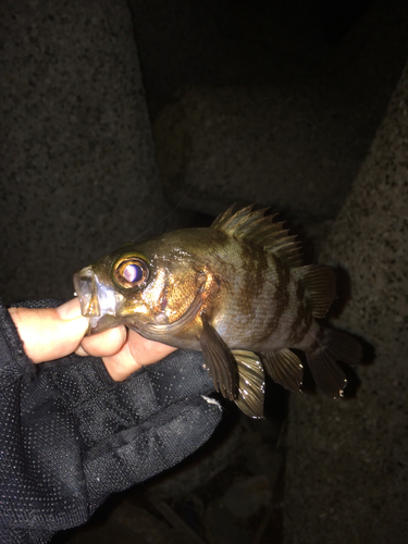 メバルの釣果