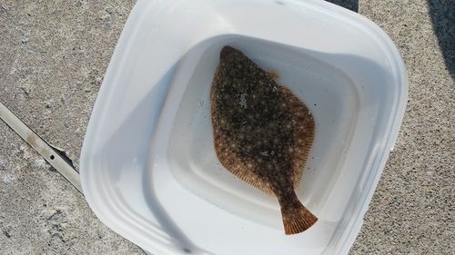 イシガレイの釣果