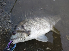 キチヌの釣果