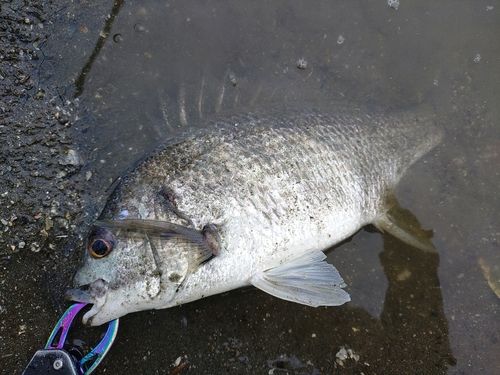 キチヌの釣果