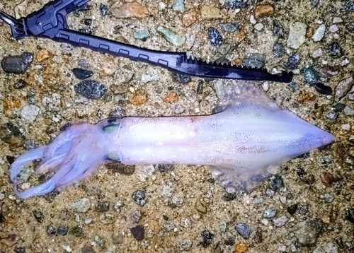 イカの釣果