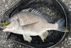 キビレの釣果