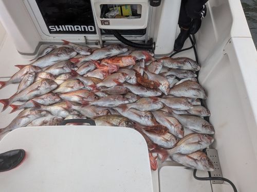 マダイの釣果
