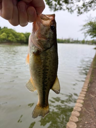 ラージマウスバスの釣果