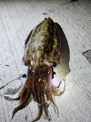 モンゴイカの釣果