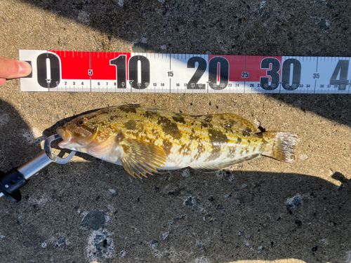アイナメの釣果
