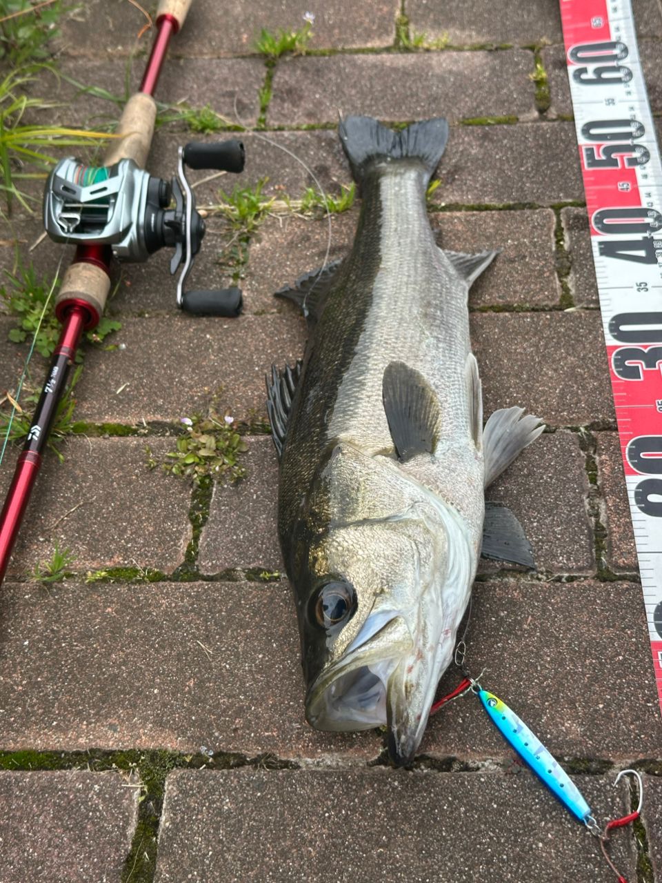 DAIWA 22アルファス SV TW 800S-XHLの最安値・インプレ・釣果 | 本音の