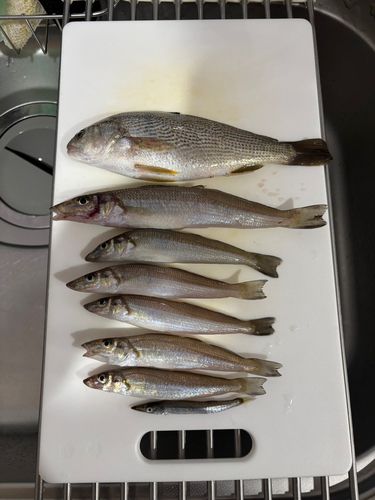 キスの釣果